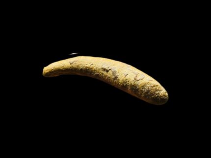 Fossilized Canine Tooth 2026-0065