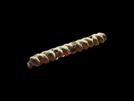 Fossil Vertebra Segment 2026-0069